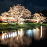 小港鉄道飯給駅の桜×菜の花×鉄道写真がすごい