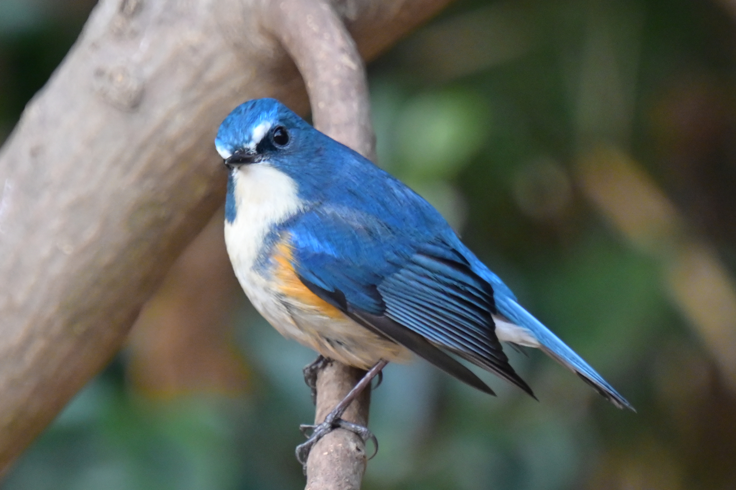 Nikon Zマウントでルリビタキをとる！野鳥撮影！ | 写真を楽しもう