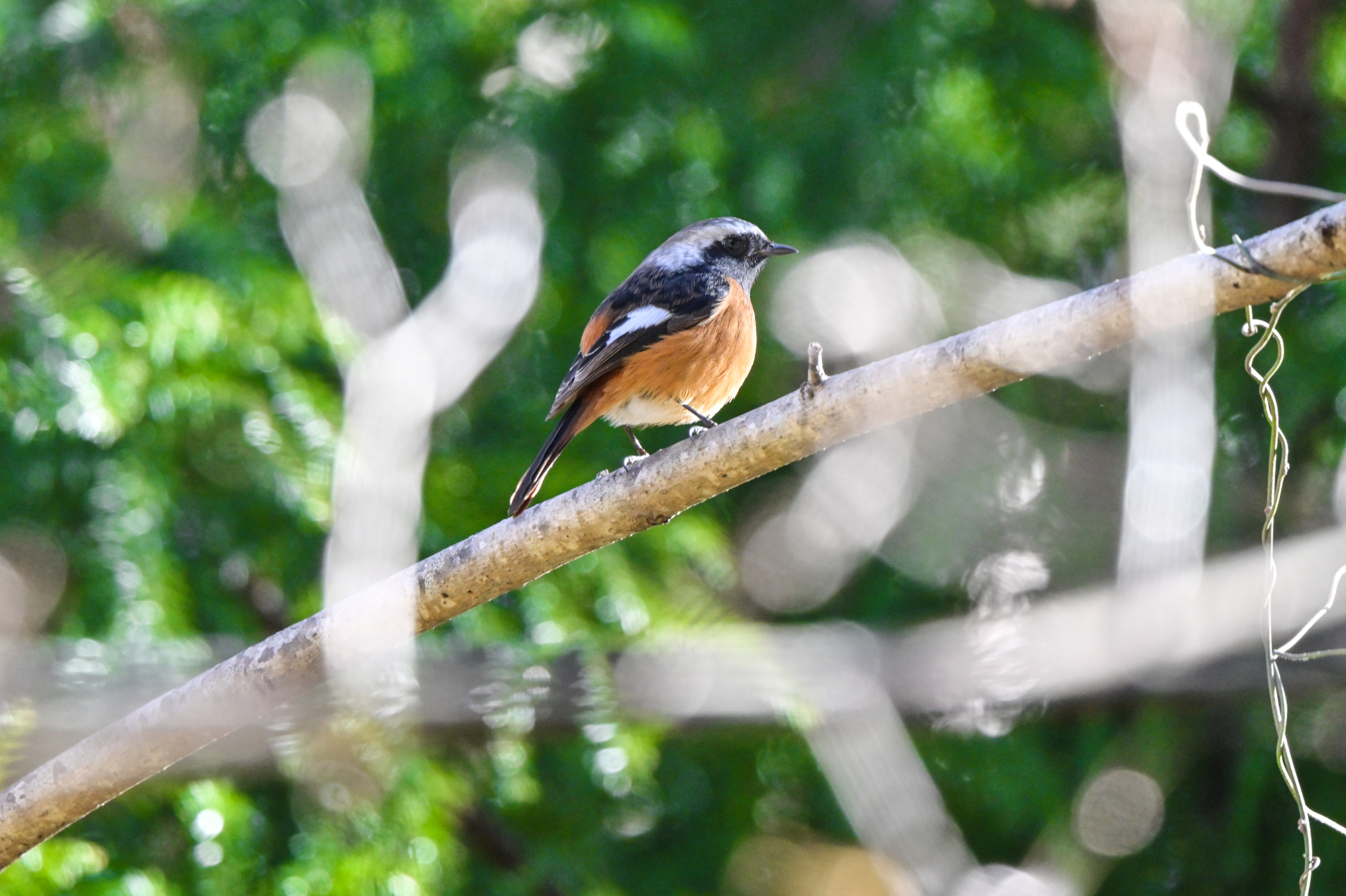 Nikon Z7IIで1050mm!早戸川林道で冬の野鳥を狙う！AF-S NIKKOR 500mm f